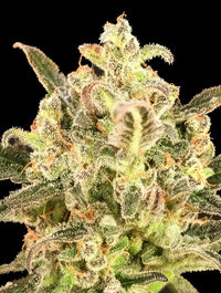 Auto Biodiesel Mass XXL