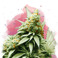 Big Bud femminizzata