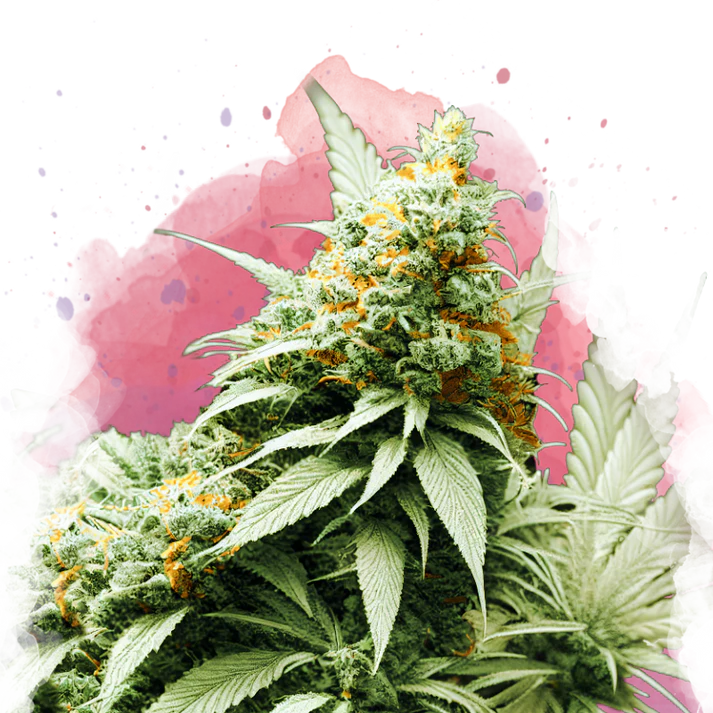 Big Bud femminizzata