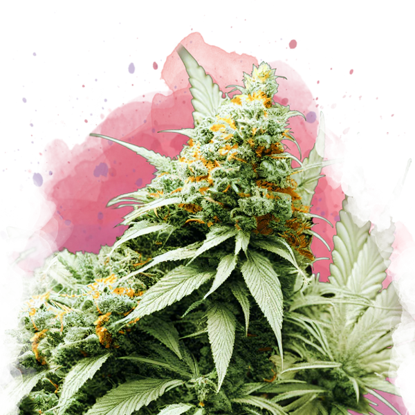 Big Bud femminizzata
