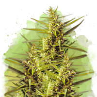 Blueberry Kush Autofiorente