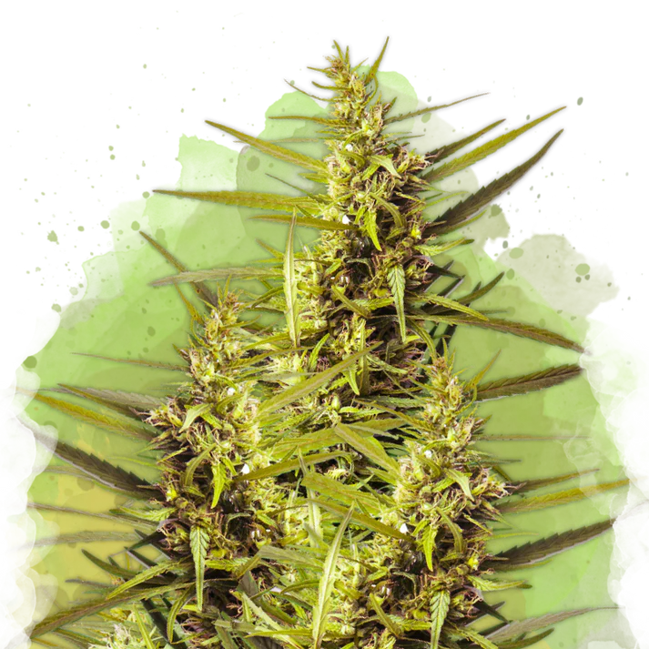 Blueberry Kush Autofiorente