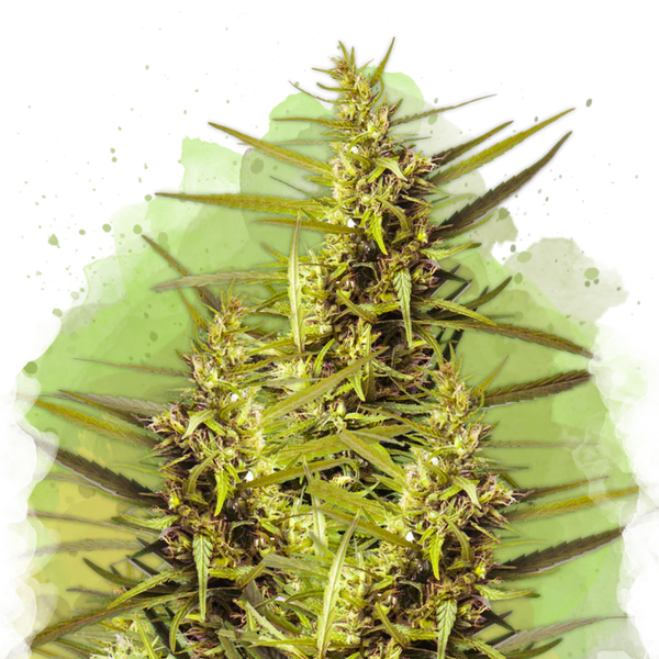 Blueberry Kush Autofiorente