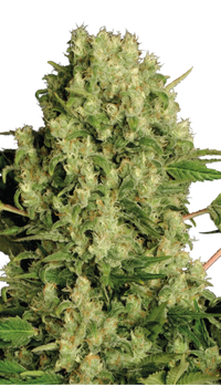 White Russian