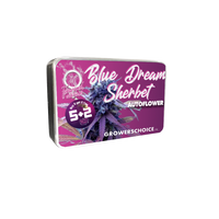 Blue Dream Sherbet Autofiorenti