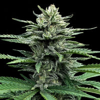 Auto Strawberry Banana