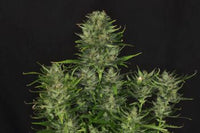 Dosidos Auto