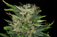 Dosidos Auto