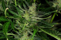 Dosidos Auto