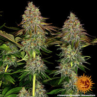 Tangerine Dream Auto Strain