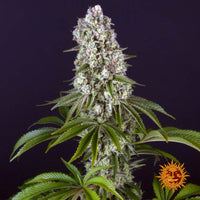 Tropicanna Banana Strain