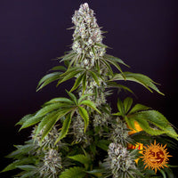 Tropicanna Banana Strain