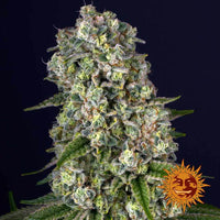 Tropicanna Banana Strain