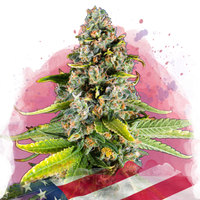 White Fire OG femminizzata