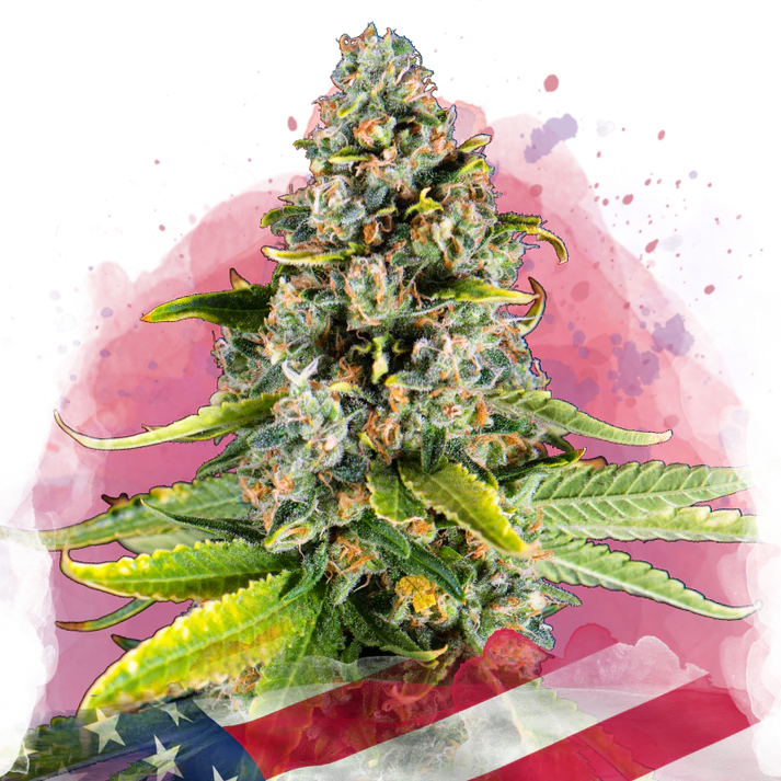 White Fire OG femminizzata