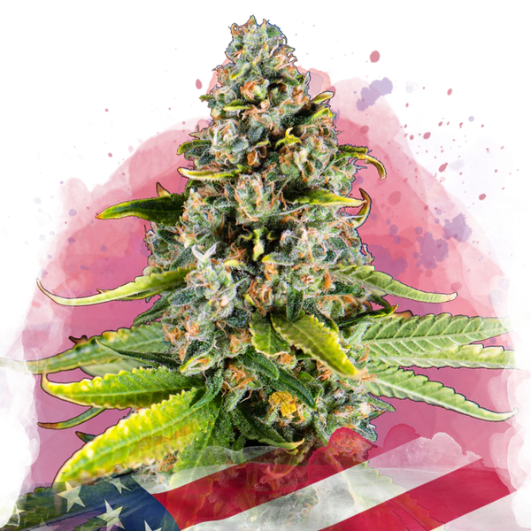 White Fire OG femminizzata