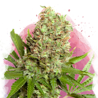 White Widow Femminilizzata
