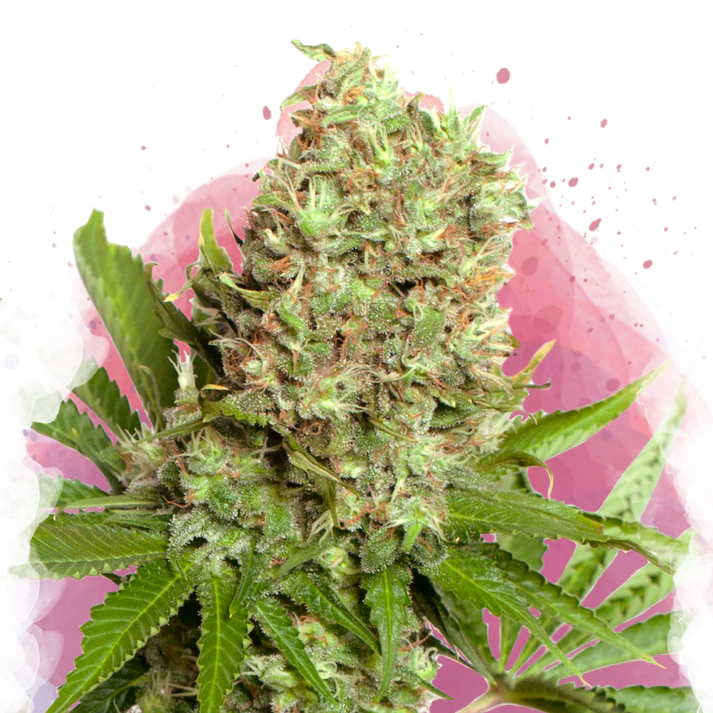 White Widow Femminilizzata