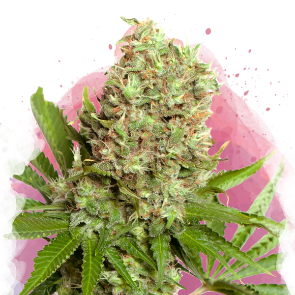 White Widow Femminilizzata