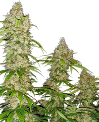 Semi di Banana Kush Cake Femminizzati
