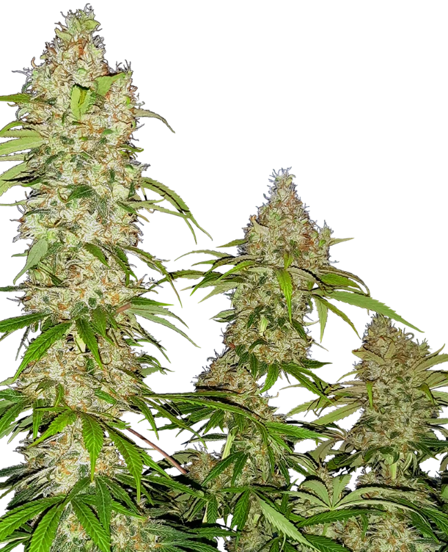 Semi di Banana Kush Cake Femminizzati
