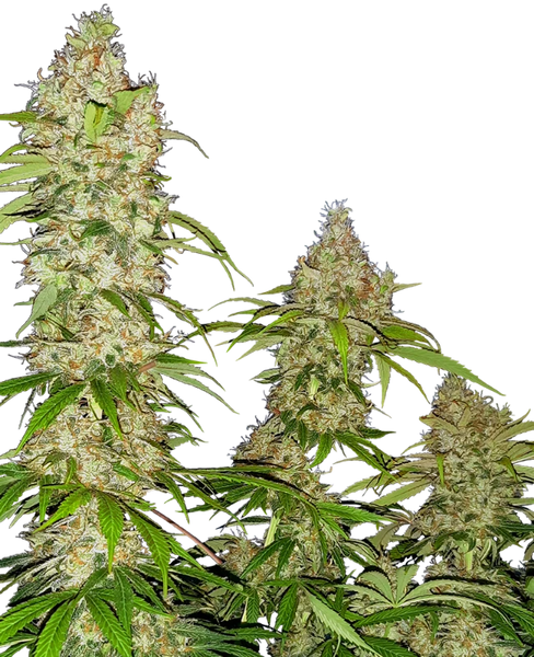 Semi di Banana Kush Cake Femminizzati