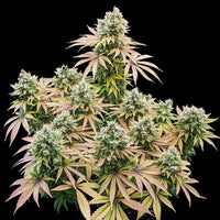 Lemon Shining Silver Haze