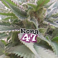 KONG 47