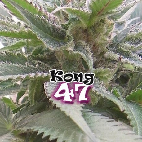 KONG 47