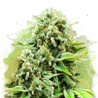 White Widow Autofiorente