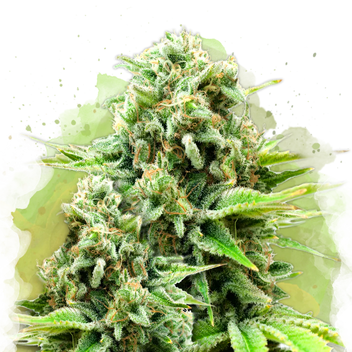 White Widow Autofiorente