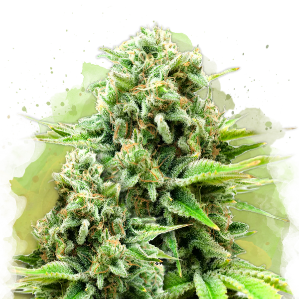 White Widow Autofiorente