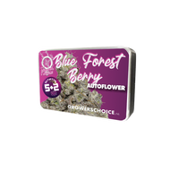 Blue Forestberry Autofiorenti
