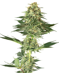 Semi di Banana Kush Femminizzati della White Label