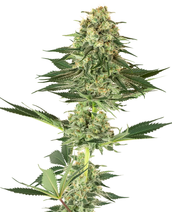 Semi di Banana Kush Femminizzati della White Label