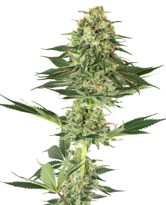 Semi di Banana Kush Femminizzati della White Label