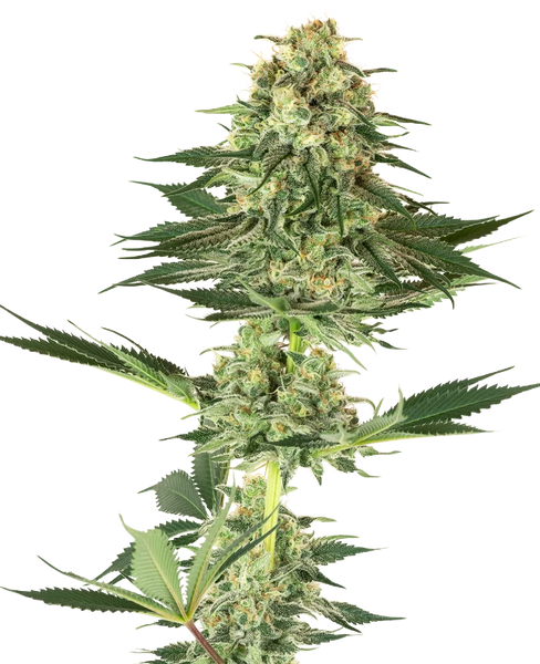 Semi di Banana Kush Femminizzati della White Label
