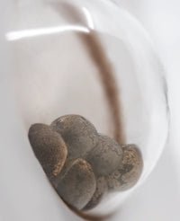 Semi di Banana Kush Femminizzati della White Label