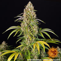 Critical Kush Auto Strain
