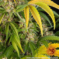 Critical Kush Auto Strain