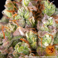 Critical Kush Auto Strain