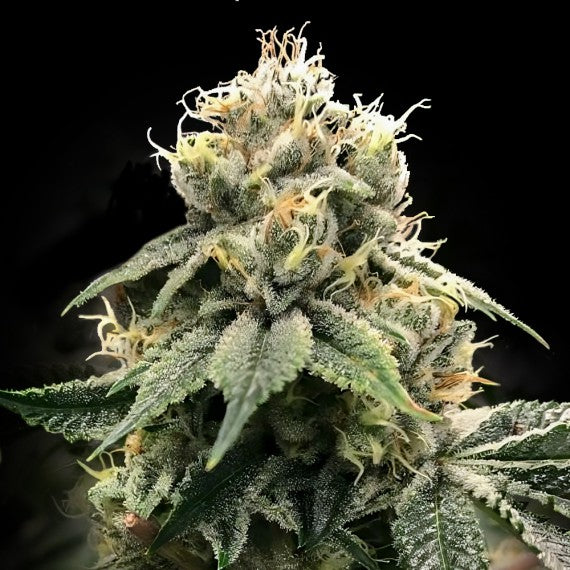 C.T.S Aka 