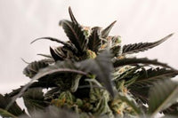 Ginger Punch Auto