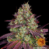 Mimosa EVO Strain