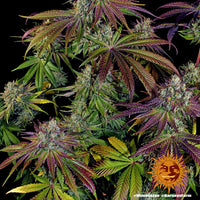 Mimosa EVO Strain