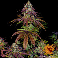 Mimosa EVO Strain