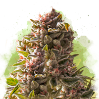 Aurora Indica Autofiorente