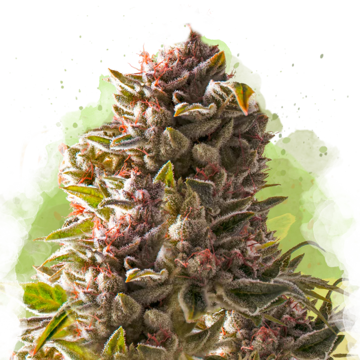 Aurora Indica Autofiorente