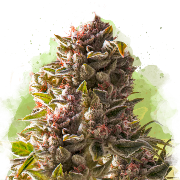 Aurora Indica Autofiorente