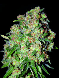 Critical